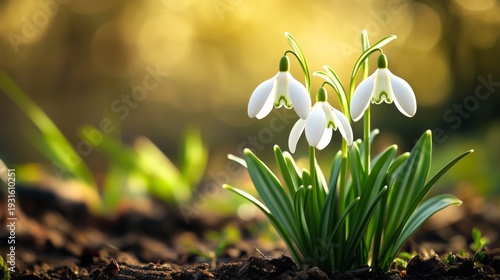 Snowdrop Flowers Bloom in Spring Sunlight Among Green Grass and Brown Soil in...
