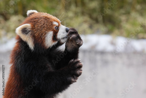 red panda