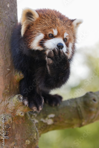 red panda cub