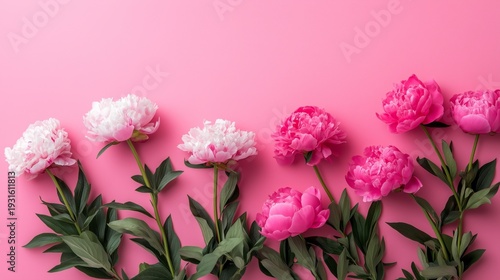 Colorful Peonies Are Arranged on a Pink Background in a Simple Display for a ...