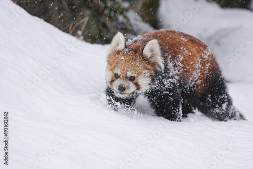 red panda in snow