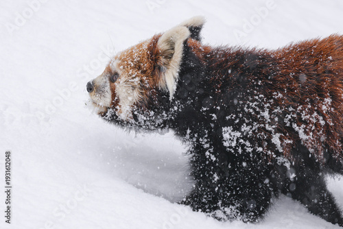 red panda in snow