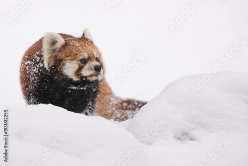red panda in snow
