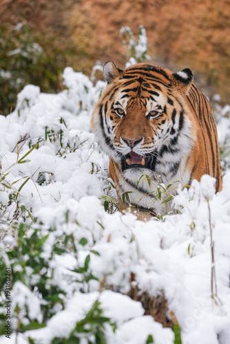 Siberian tiger in snow