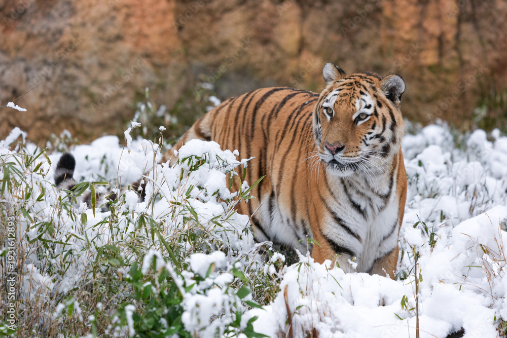 Obraz premium Siberian tiger in snow