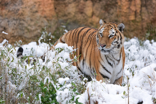 Siberian tiger in snow