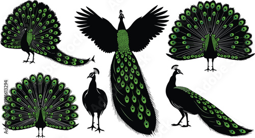 Peacock silhouettes set with green feather eye patterns in various poses including standing flying and displaying tail isolated on white background