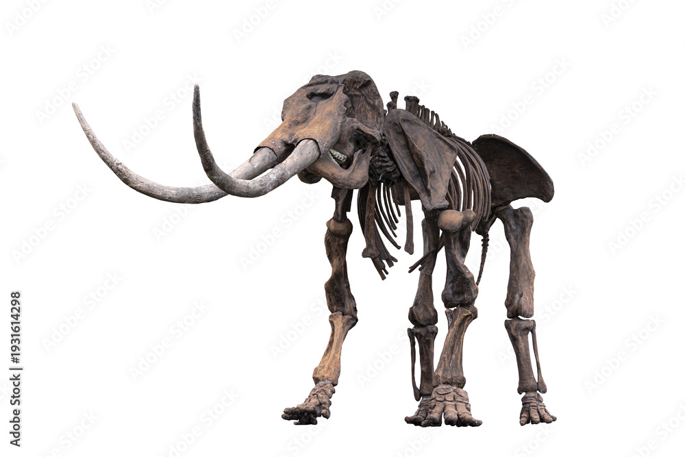 Fototapeta premium an ancient skeleton of prehistoric animal isolated on a white background