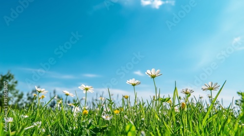 Flowers and Grass Grow Under a Clear Blue Sky in a Sunny Field During Spring ...