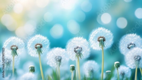 Dandelion Seeds in a Field With Blurred Background During Daytime Hours in Sp...