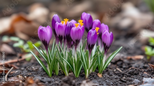 Crocuses Bloom on a Sunny Day in Early Spring in a Garden Area With Dark Soil...