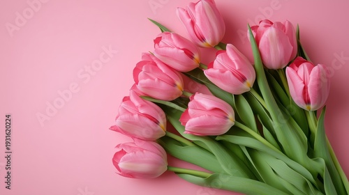 Bright Pink Tulips Arranged on a Soft Pink Background in a Simple Display