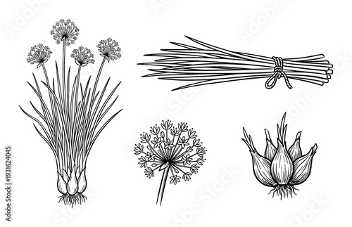 Chives hand drawn outline sketch botanical illustration set isolated on transparent background