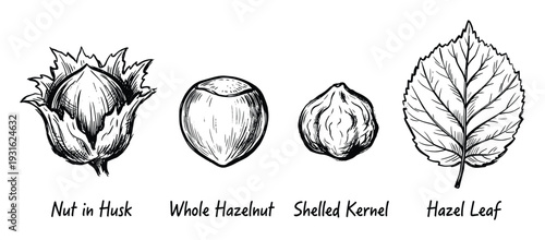 Hazelnut botanical set with nut in husk whole hazel shelled kernel and leaf illustrations