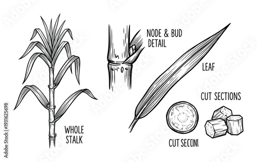 Sugarcane stalk plant details, leaf and cut sections, botanical illustration