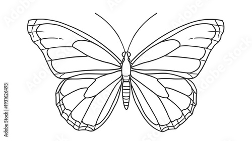 Symmetrical Wing Construction on White Background