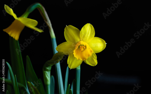 Two yellow daffodils with yellow centers, isolated on black background