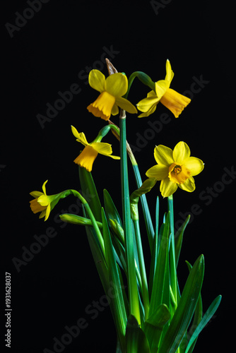 Five yellow daffodils with yellow centers, isolated on black background