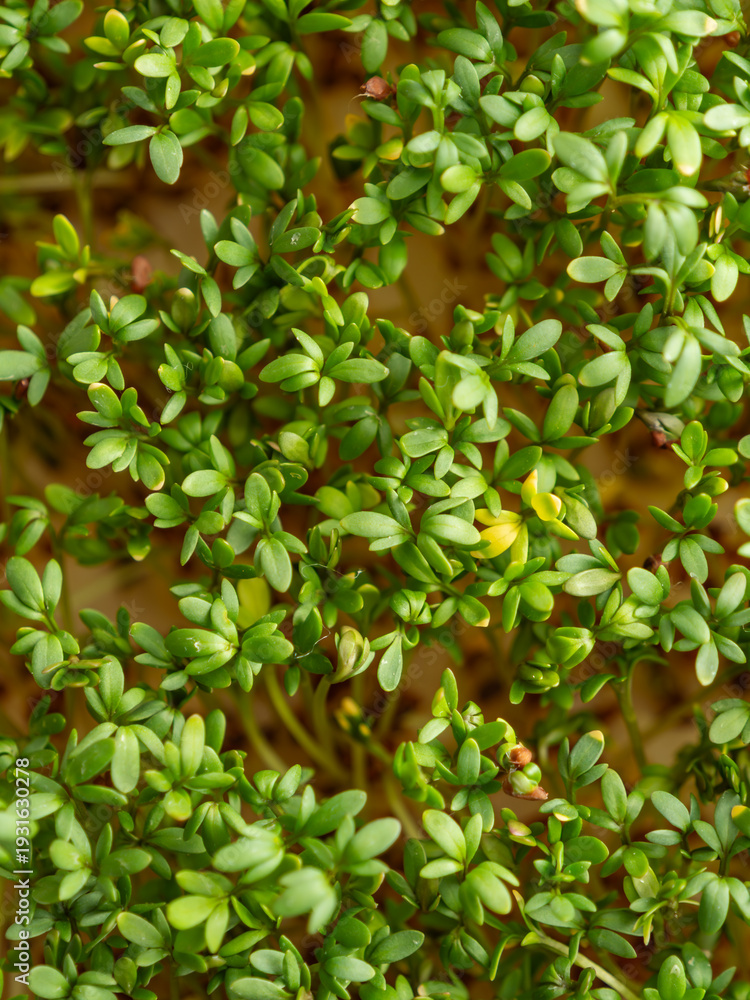 Obraz premium Fresh Green Cress Sprouts Healthy Microgreens As Background