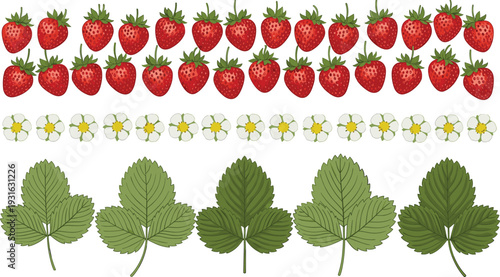 Strawberry fruit and leaf set with blossom flowers botanical collection fresh berry elements vector illustration isolated design