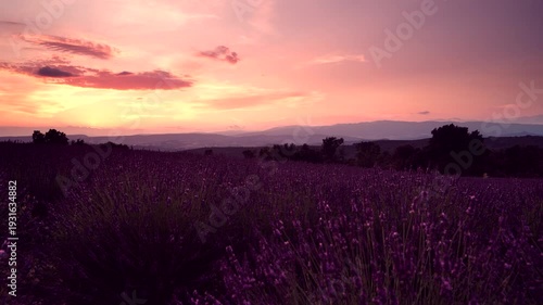 Provence landscape with lavender field on hill and sunset on horizon. France.
