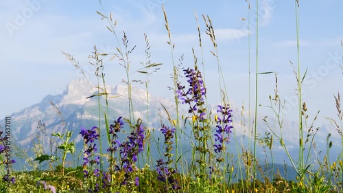 Summer Meadow And Mountains On Horizon. L'obiou In Alps, France.
