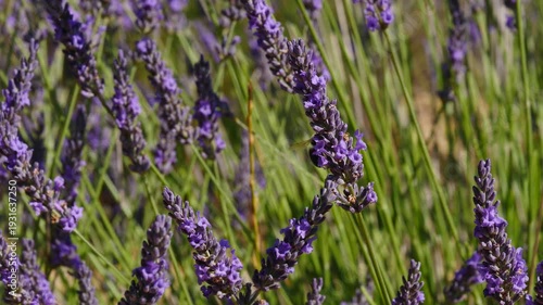 Field with blooming lavender and honey bee on flowers collecting pollen. Provence in France.
