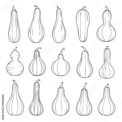 Collection of various gourd shapes and sizes line art isolated on white background stock illustration