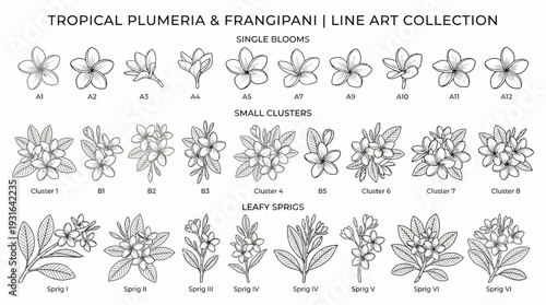 Tropical Plumeria Frangipani Line Art Collection Illustrations