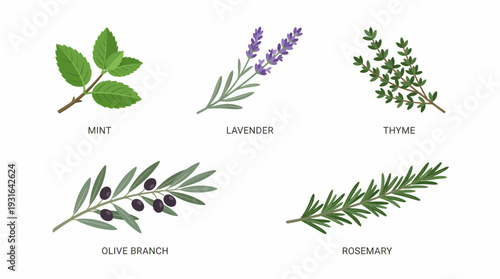 Collection of Fresh Culinary and Aromatic Herbs Vector Set
