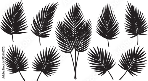 Collection of black palm leaves on white background illustration