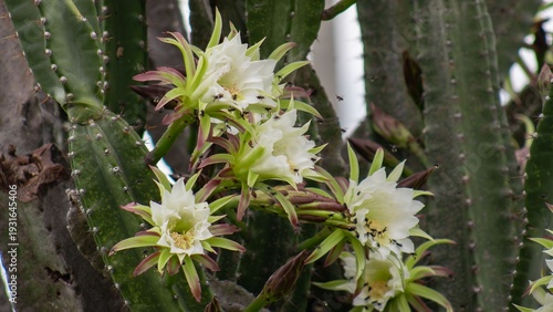 Close up of a Mature Mandacaru Cactus Dramatic Lighting