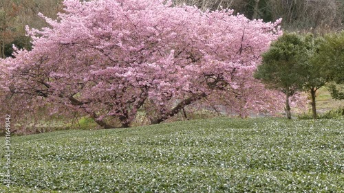 茶畑の緑と満開のピンクの桜のコントラスト