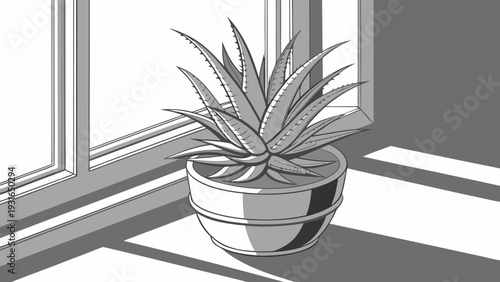 Potted succulent plant on a windowsill with strong sunlight and shadows.