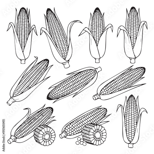 Corn Ears Variety Illustration Line Art Agricultural Harvest Food