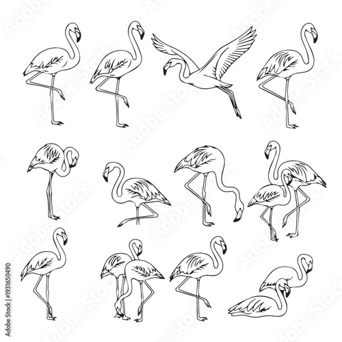 Flamingo Collection Line Art Various Poses Standing Flying Resting Stock Illustration