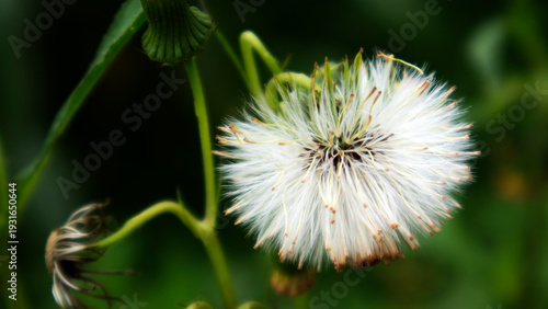 This wild plant (Crassocephalum crepidioides) has numerous health benefits. Sintrong leaves are slightly astringent and neutral in nature. 