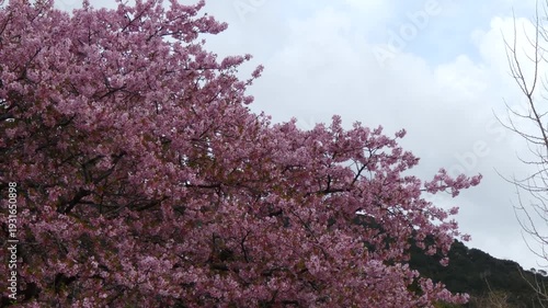 葉桜が混じり始めた満開の「イズノオドリコ」と春の空