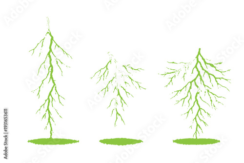 Intricate green root and vascular structures illustrating organic growth, branching networks, and natural development against a clean white background with artistic textures