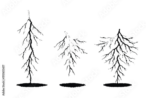 Illustration depicting the branching structure of plant roots growing downwards into soil, showing three distinct root systems