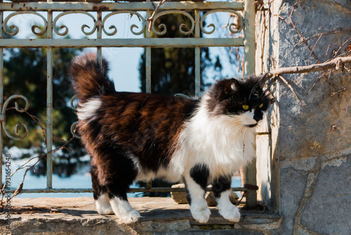 A fluffy black and white cat near a fence 