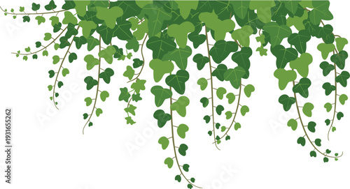 Decorative hanging ivy vines cascading downward with lush heart-shaped green leaves in various shades, creating natural foliage artwork perfect for 