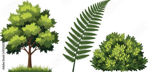 Deciduous tree with lush foliage, vibrant green fern leaf, and dense rounded bush illustration showcasing diverse vegetation for botanical, educational, and 