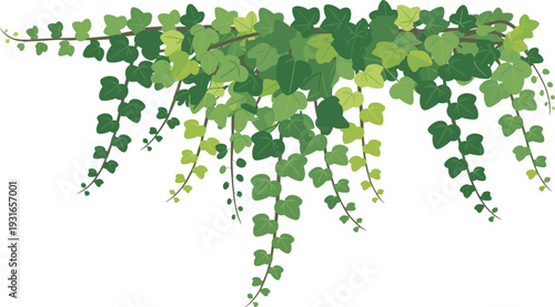 Trailing ivy vines with cascading green leaves in various shades, heart-shaped foliage creating lush natural hanging plant display ideal for botanical, decorative, and educational design purposes