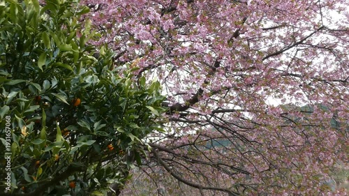 満開の桜「イズノオドリコ」と実る金柑、背景に広がる深緑の山