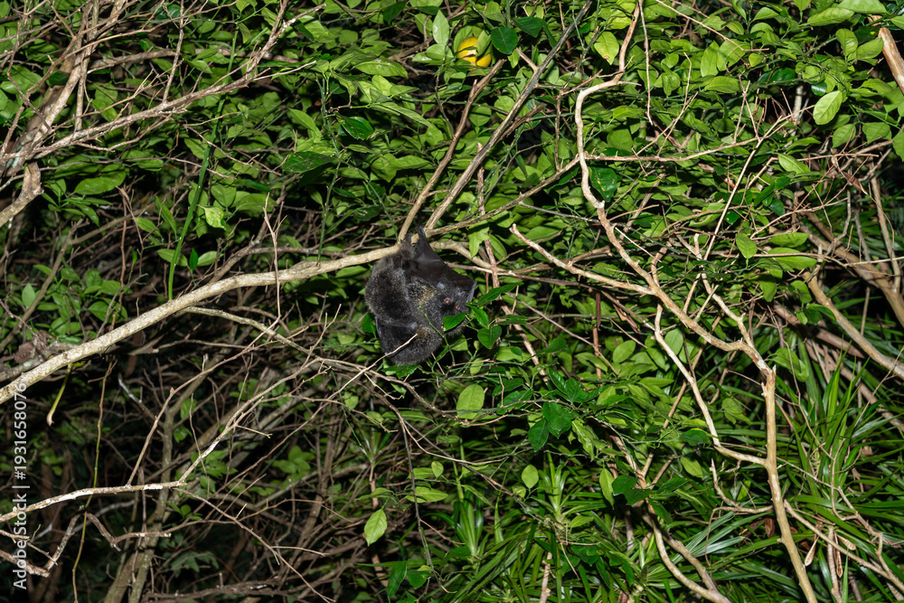 Obraz premium オガサワラオオコオモリ 小笠原