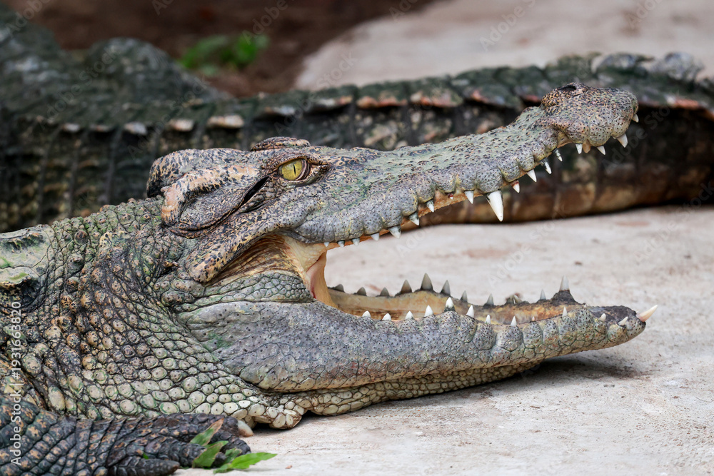 Fototapeta premium The crocodile is show head near the river
