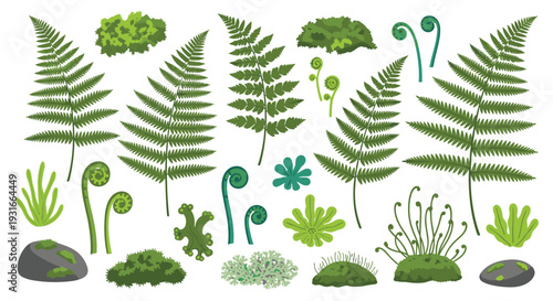 Collection of green ferns moss and forest plants isolated on white background detailed botanical illustration elements for design and decoration