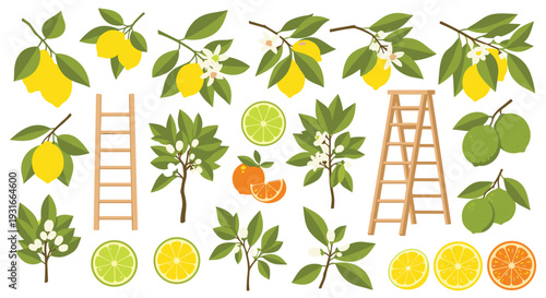 Vibrant collection of citrus fruits lemons oranges limes and grapefruits with blooming trees and ladders for harvest
