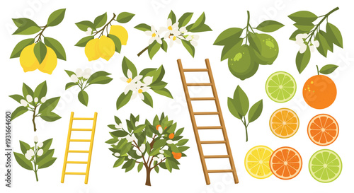 Vibrant Citrus Harvest Collection Featuring Lemons Limes Oranges Blossoms Ladders and Trees for Fresh Food and Organic Farming Concepts
